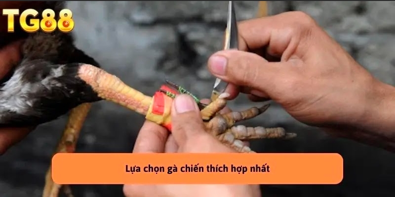 Khái quát về loại hình đá gà này